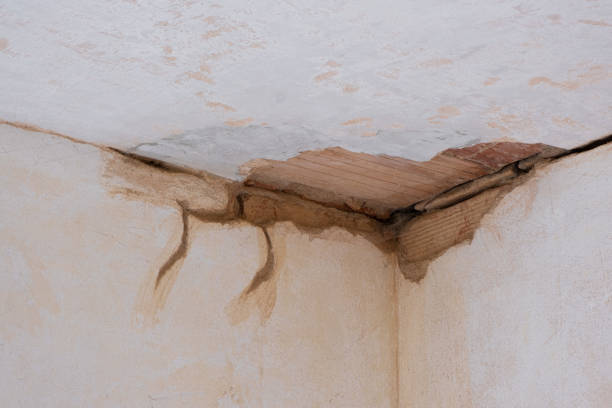 Best Local water damage restoration  in Graysville, TN