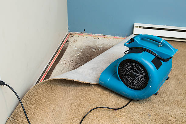 Best Flood damage cleanup  in Graysville, TN